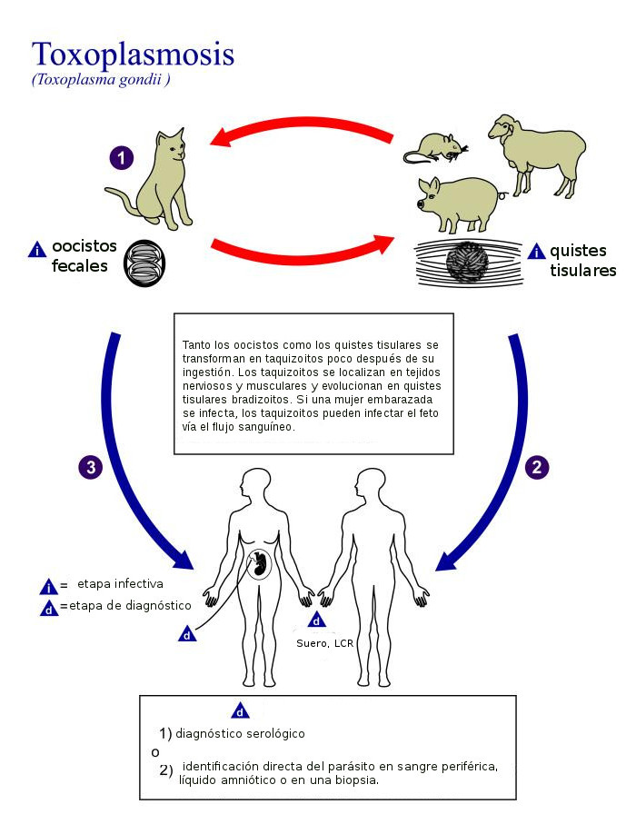 Ciclo vital de Toxoplasma gondii